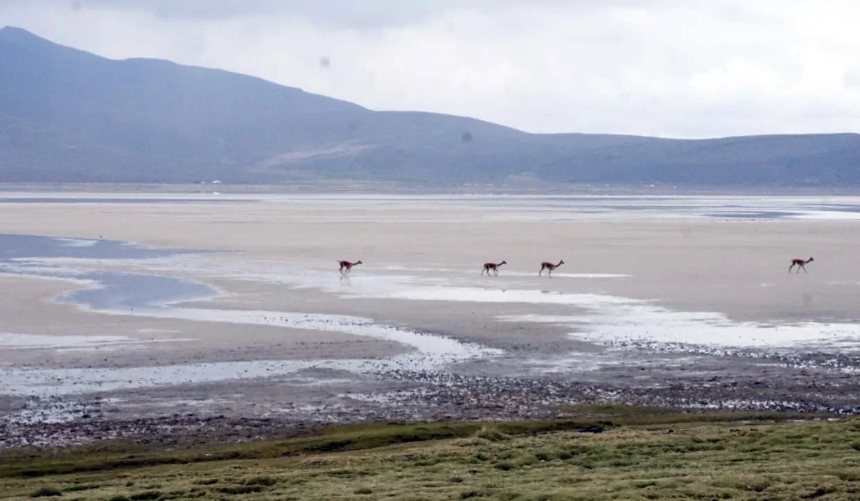 Laguna de Salinas Full Day - Imagen 2